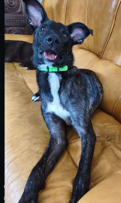 Adopter Buzz
