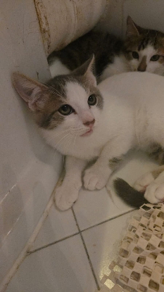 Adopter Ymir