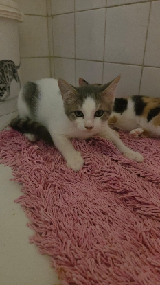 Adopter Ymir