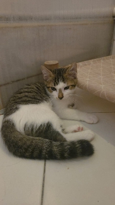 Adopter Orion
