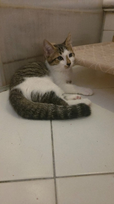Adopter Orion