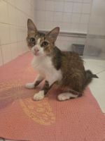 Adopter  chat : Nemesis