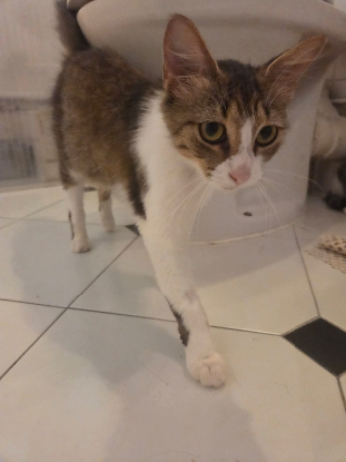 Adopter Nemesis