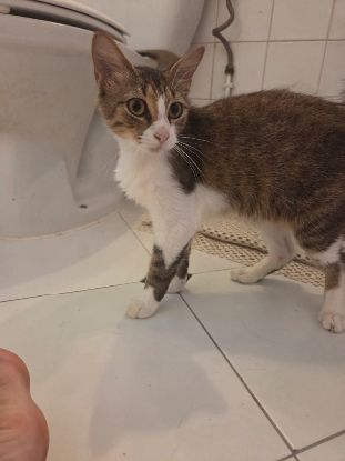 Adoption Nemesis
