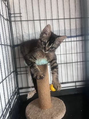 Adopter Lisa