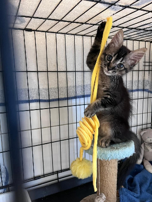 Adopter Lisa