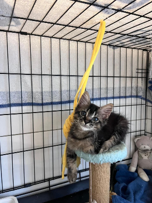 Adopter Lisa