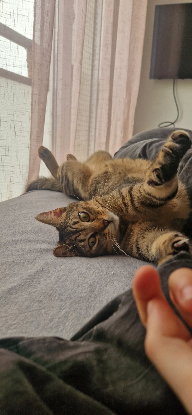 Adopter Pong