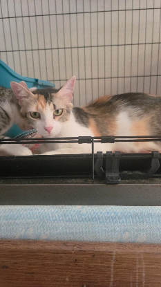 Adopter Anita