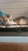 Adopter  chat : Anita