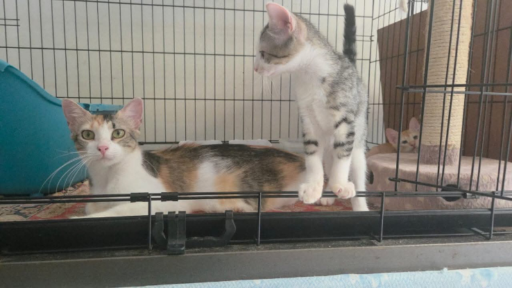 Adopter Anita