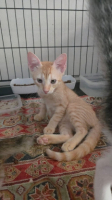 Adopter  chat : Cajoline