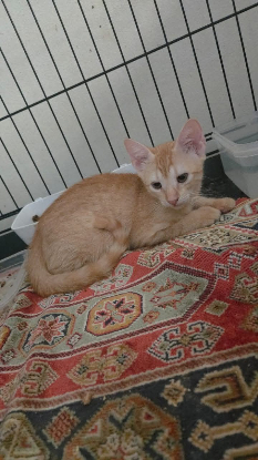 Adopter Cajoline