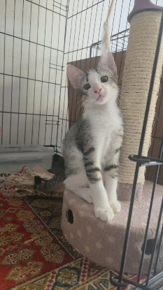 Adopter Cajou