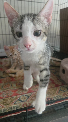 Adoption Cajou