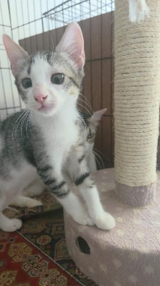 Adoption Cajou