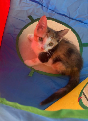 Adopter Emi