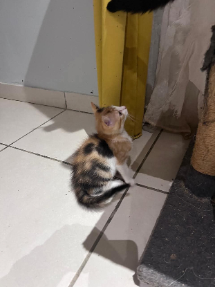 Adopter Emi