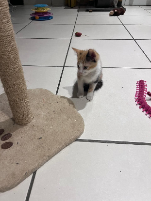 Adopter Emi