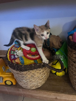 Adoption Emi