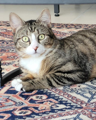 Adopter Apollon