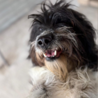 Adopter  chien : Teddi