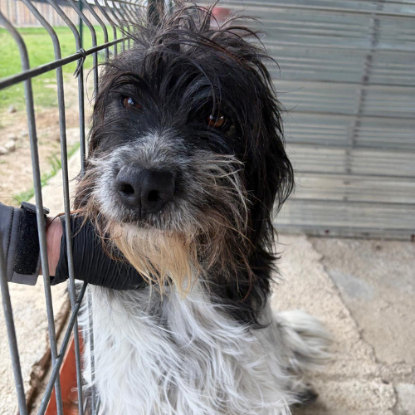 Adopter Teddi
