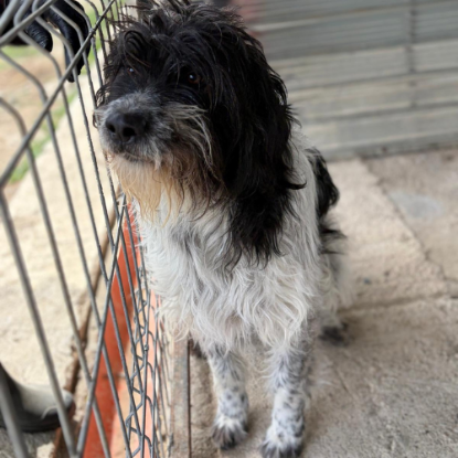 Adoption Teddi