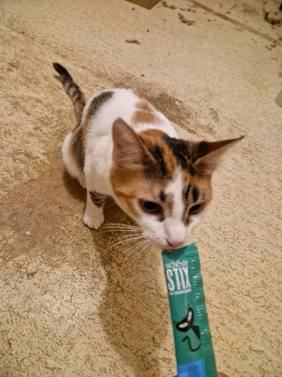 Adopter Bella
