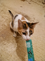 Adopter  chat : Bella