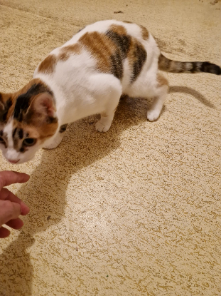Adopter Bella
