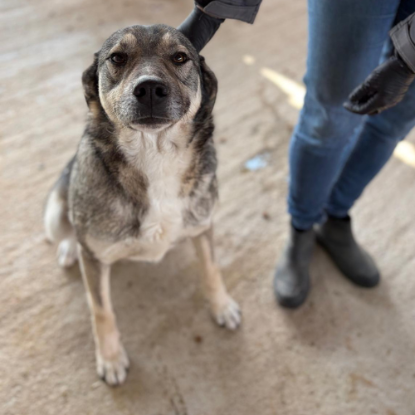 Adopter Johni
