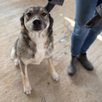 Adopter  chien : Johni