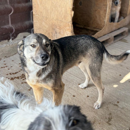 Adopter Johni