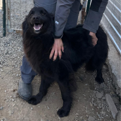 Adopter Jao