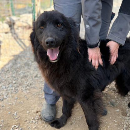 Adopter Jao