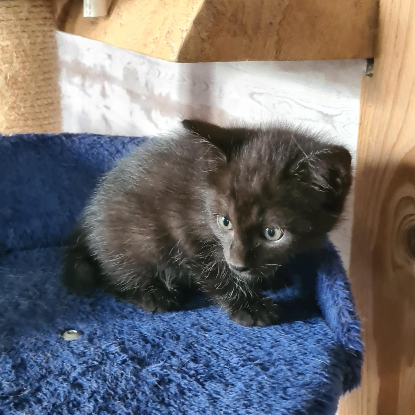 Adopter Bouchon