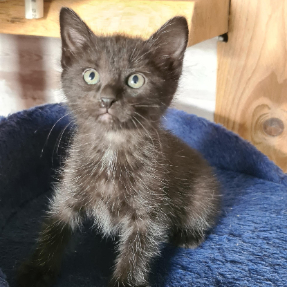 Adopter Bouchon