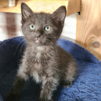 Adopter  chat : Bouchon