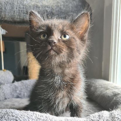 Adopter Bouchon