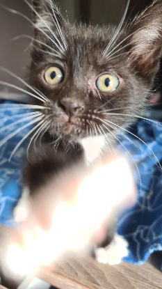 Adopter Brewster