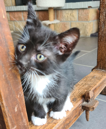 Adoption Brewster