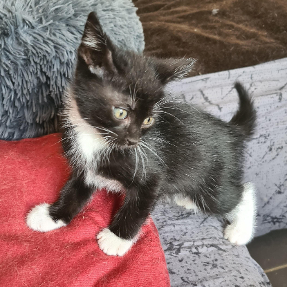 Adopter Brewster