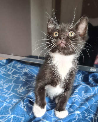 Adopter Brewster