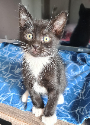 Adoption Brewster