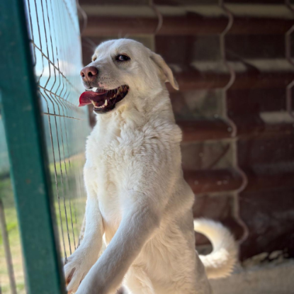 Adopter Alba