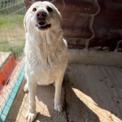 Adopter Alba