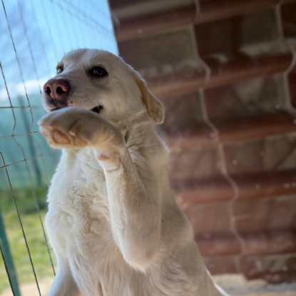 Adoption Alba