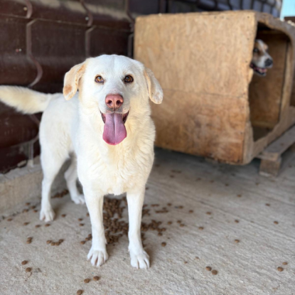 Adoption Alba