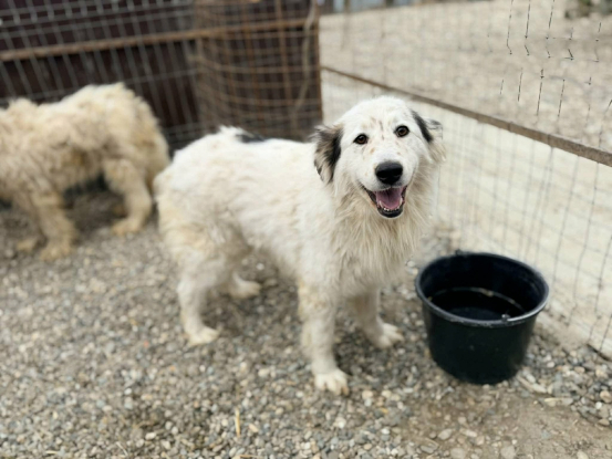 Adopter Plume